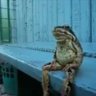 Frog340